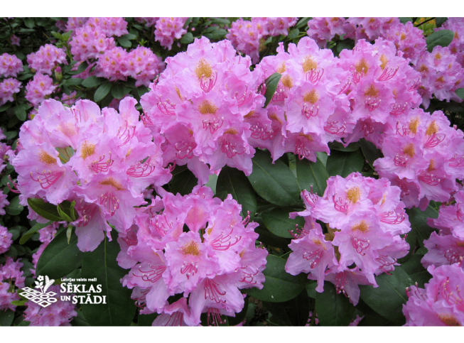 Rhododendron   'Irina'